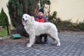 uwodziciel uran